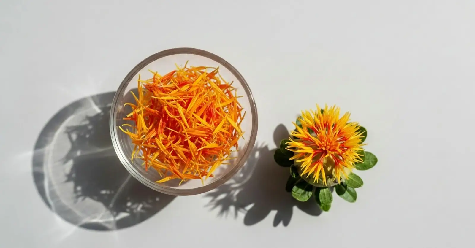 what is safflower
